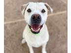 Adopt YUKON a American Staffordshire Terrier, Labrador Retriever