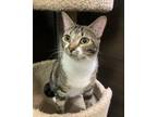 Adopt Nox Chan a Tabby, Domestic Short Hair