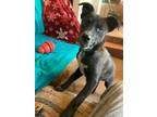 Adopt Jet a Australian Cattle Dog / Blue Heeler