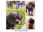 Adopt MR WILLY WILBUR a Cocker Spaniel