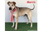 Adopt Morris a Shar-Pei