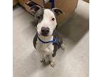 Adopt OLIVER a Pit Bull Terrier