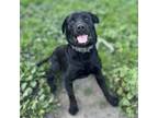 Adopt RONIN a Labrador Retriever