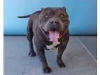 Adopt SHADOW a Pit Bull Terrier
