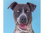 Adopt JEREMY a Great Dane, Pointer