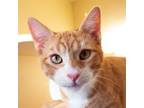 Adopt Rollie a Domestic Short Hair