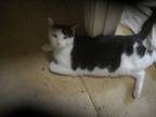 Adopt Sam Male Kitten -- Oakhurst CA a Domestic Short Hair