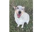 Adopt Dog a Australian Cattle Dog / Blue Heeler, German Shepherd Dog