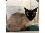 Adopt Aristotle a Siamese