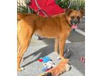 Adopt Luka a Puggle, Boxer