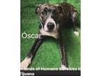 Adopt Oscar a Mountain Cur, Labrador Retriever