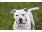 Adopt Cooper a Pit Bull Terrier