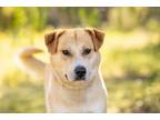 Adopt Ricky a Labrador Retriever, Golden Retriever