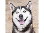 Adopt BLUE a Siberian Husky