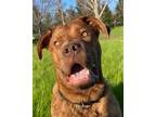 Adopt George a Dogue de Bordeaux