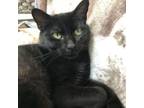 Adopt Thomas a Domestic Short Hair