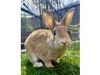 Adopt HOPKINS a Bunny Rabbit