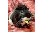 Adopt PANDA a Guinea Pig