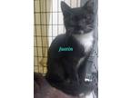 Adopt Justin a Domestic Short Hair