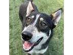 Adopt Jasper - ECAS a Siberian Husky