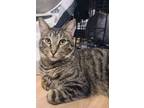 Adopt Curly and Sage NWC a American Bobtail, Domestic Short Hair