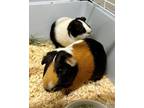 Adopt Nutmeg & Oreo a Guinea Pig