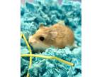 Adopt Piper a Hamster