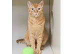 Adopt Gilbert a Tabby, Domestic Short Hair