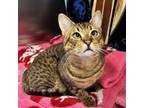 Adopt Nickelodeon a Domestic Short Hair