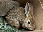 Adopt PRINCE PHILLIP a Bunny Rabbit