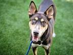 Adopt KODIAK a German Shepherd Dog, Siberian Husky