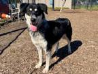 Adopt TONY* a Australian Shepherd, Siberian Husky