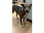 Adopt Clif a Cattle Dog, Mixed Breed