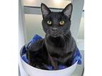 Adopt J.G Wentworth a Domestic Short Hair