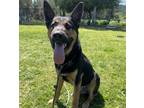 Adopt ROJO a German Shepherd Dog