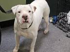 Adopt CASPER a Pit Bull Terrier