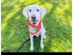 Adopt RUSSELL-Adopt or Foster Me! a Yellow Labrador Retriever