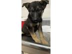 Adopt A131402 a German Shepherd Dog, Husky