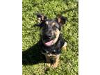 Adopt LUKA* a German Shepherd Dog