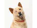 Adopt Lou a Chow Chow, Siberian Husky