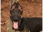 Adopt Rambo a German Shepherd Dog