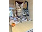 Adopt JIM a Domestic Short Hair