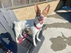 Adopt WOODIE a Australian Cattle Dog / Blue Heeler, Whippet