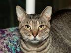 Adopt Theodore a Domestic Short Hair