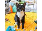 Adopt Champagne Papi a Domestic Short Hair