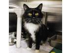 Adopt Wasabi (Bonded with Daisy) a Domestic Long Hair