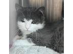 Adopt Binxy BONDED to Marshall a Domestic Long Hair