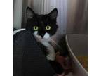 Adopt Marshal BONDED to Binxy a Domestic Medium Hair