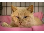 Adopt Irving (FCID# 02/28/2024 - 38 Trainer) a Domestic Short Hair