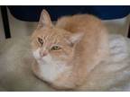 Adopt Slim (FCID# 02/28/2024 - 48 Glen Mills PS) C a Tabby